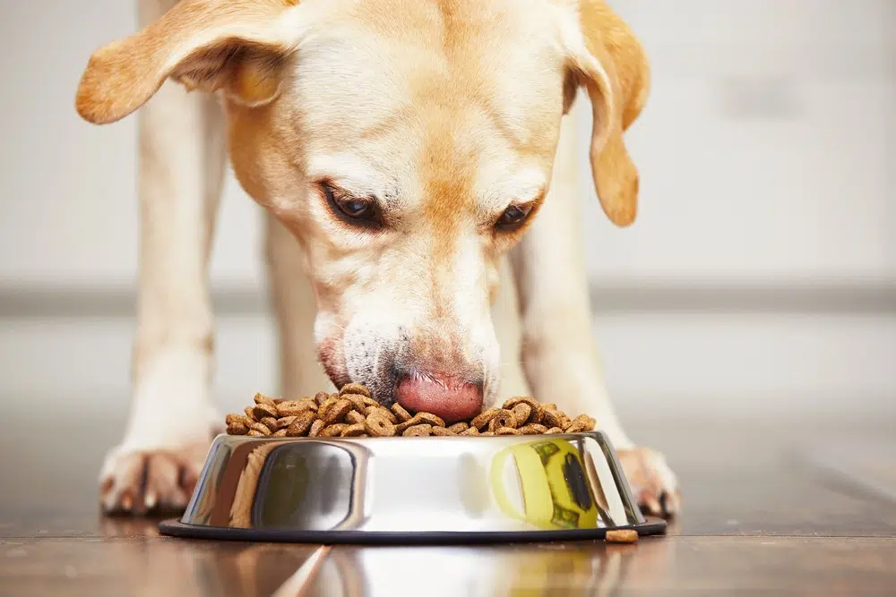How to Take Care of Your Dog: 21 Vet-Approved Tips